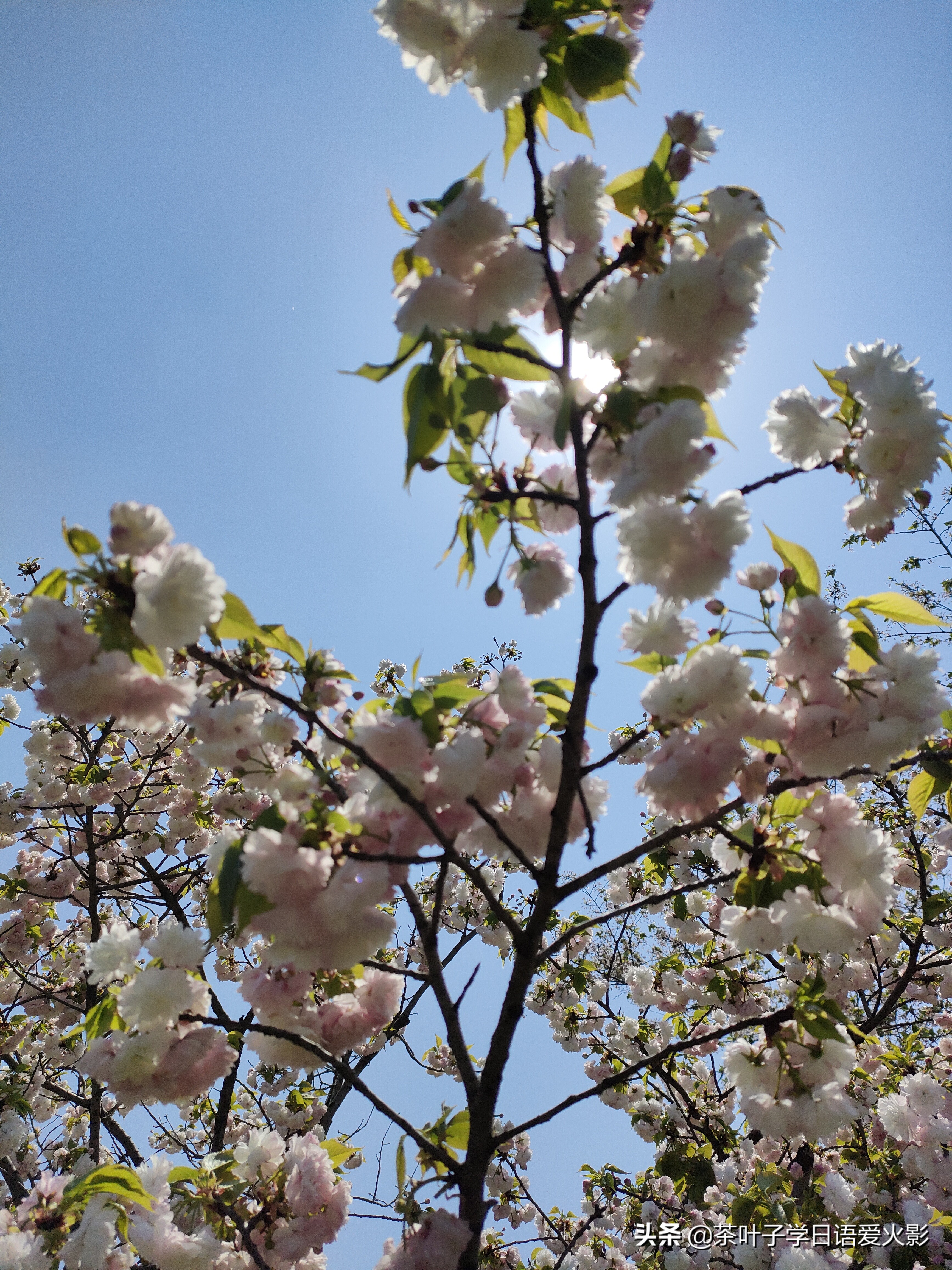 春天踏青适合去哪里玩,春天去上海辰山植物园攻略