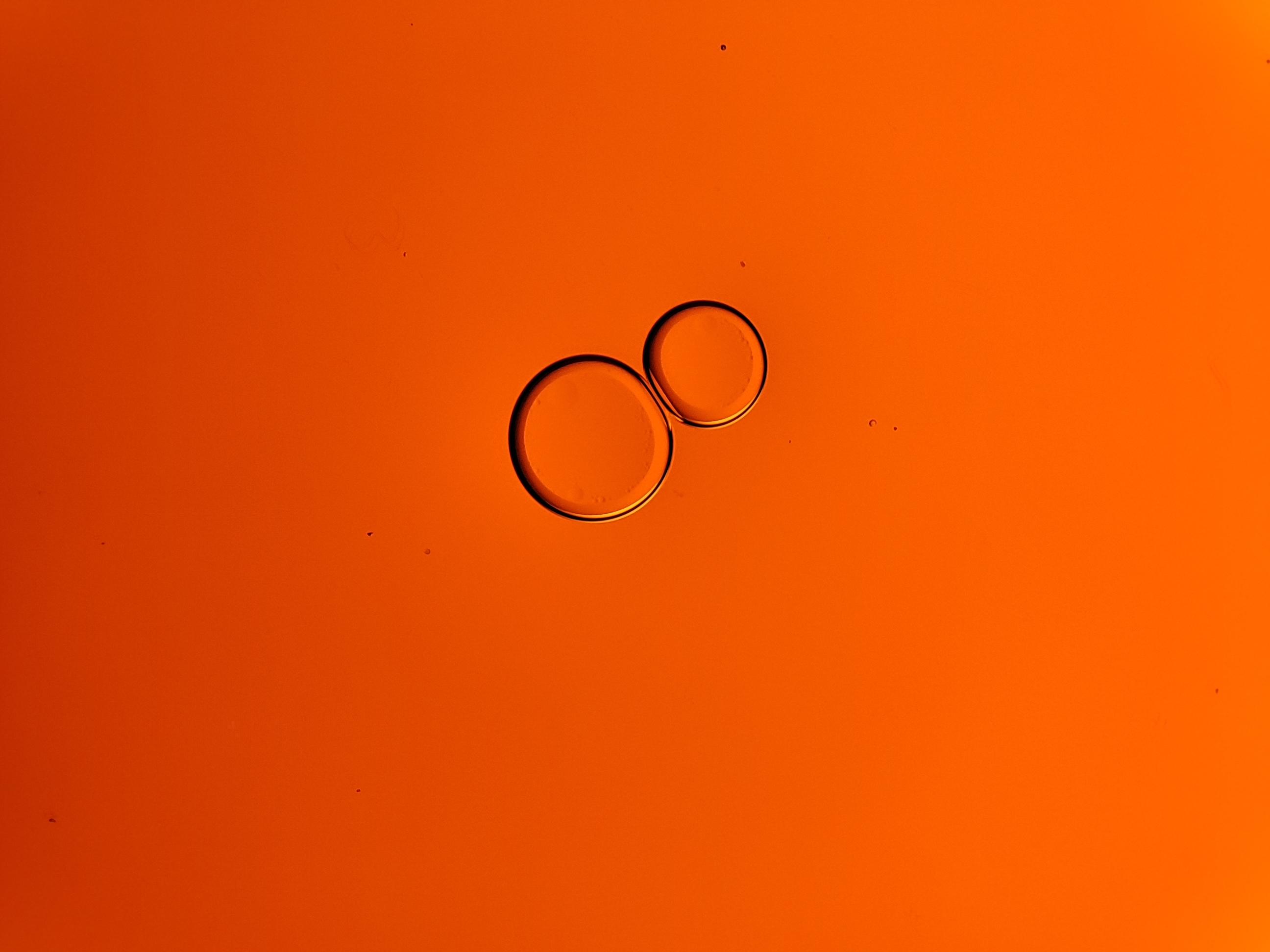 根尘不偶老师讲药象体会：附子、麻黄、石膏、大黄