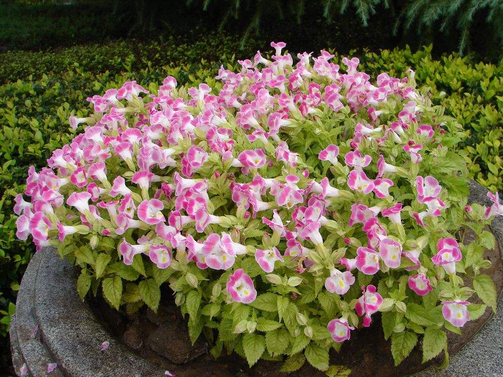 一直以来被人误解的植物,被误认成的花