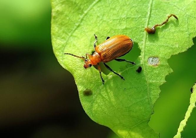 小桑果种植技术视频,桑葚树虫害防治