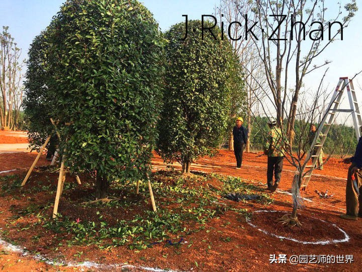 怎么种植草坪不长杂草,如何养好草坪