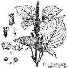 中药药材大全及功效,补肾中药大全及功效