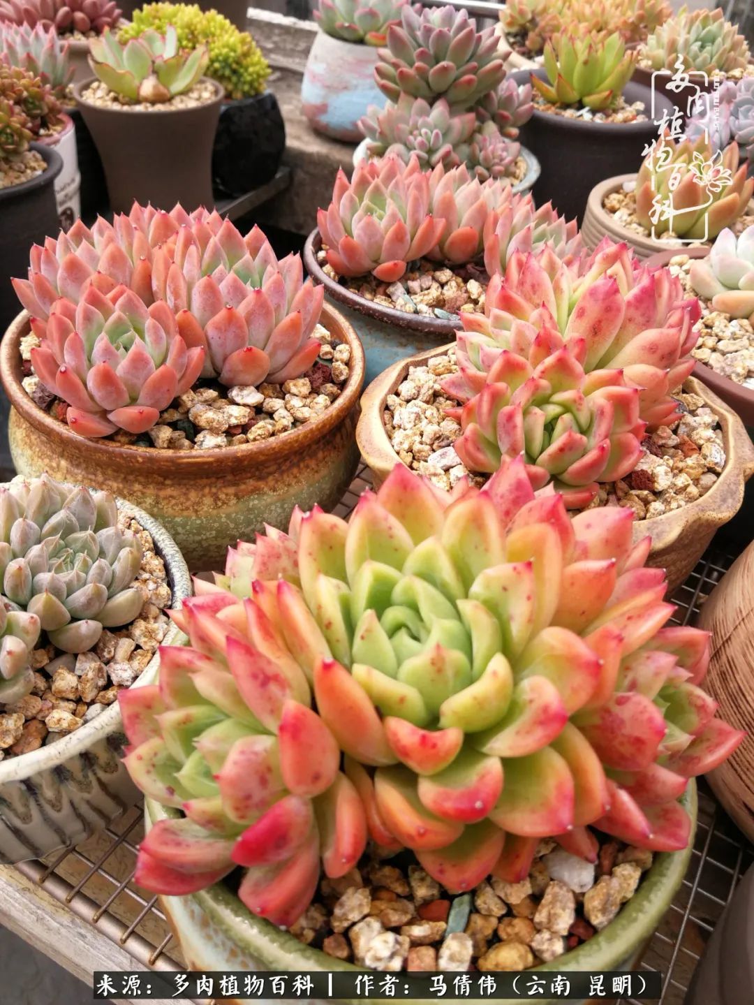 熬过了夏天的多肉,多肉熬过夏天惊艳整个秋天