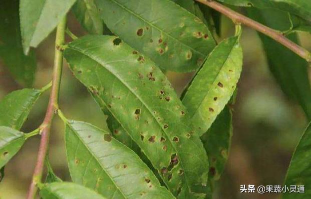 萘乙酸预防桃细菌性穿孔病的原理,桃穿孔病最佳防治时间