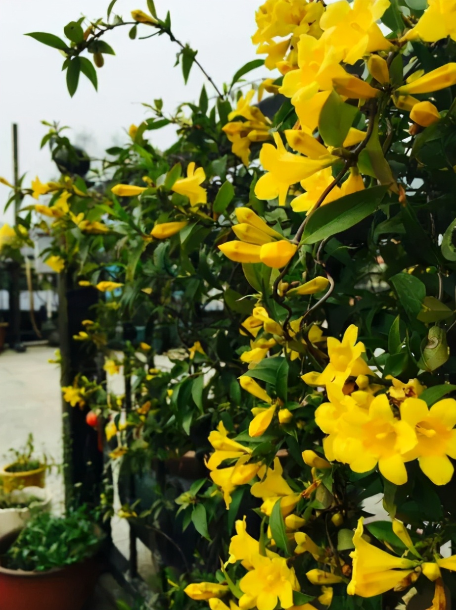 一层小院适合种什么花,如果有个院子应该怎么设计