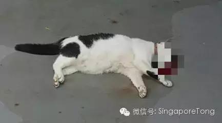新加坡全岛追凶！一只黑猫竟被如此残忍地虐死
