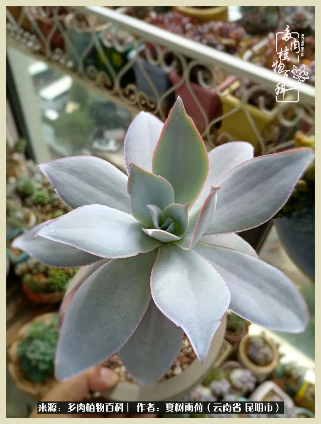 自从养了多肉有了窗台想要个阳台,养多肉10年多