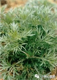 中药药材大全及功效,补肾中药大全及功效