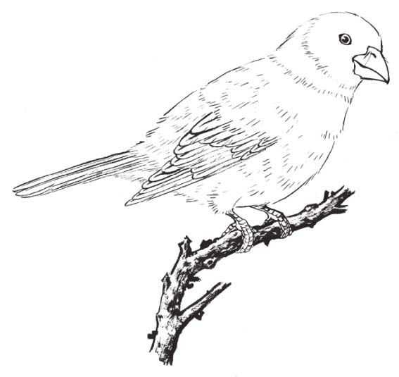 蜡嘴雀工笔画,蜡嘴鸟画画教程