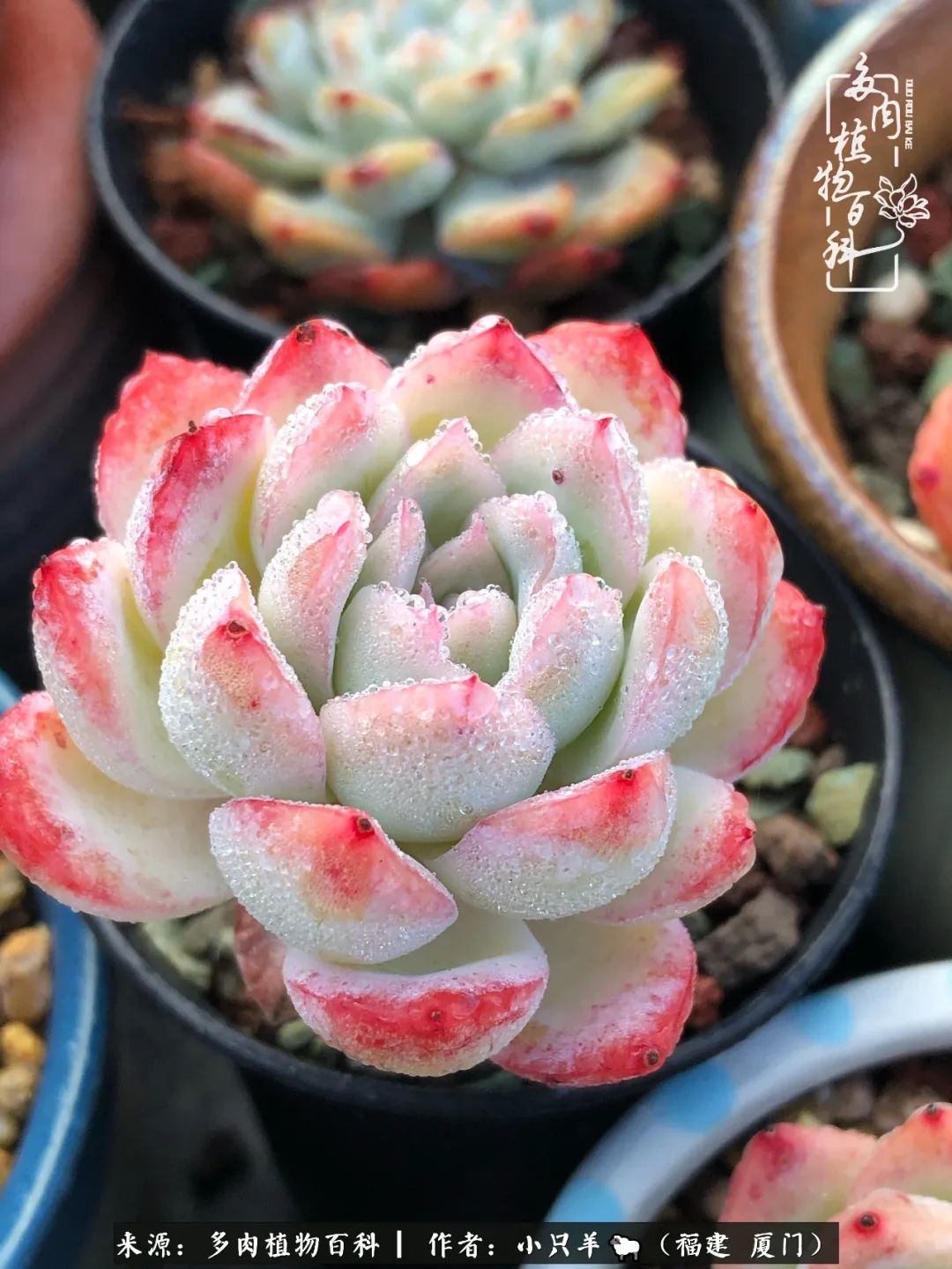 大城小爱:养多肉是个愉快的过程,种下去就有了无尽的期待