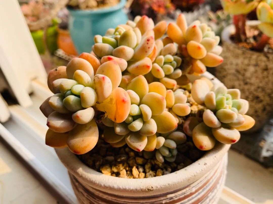 多肉煤烟病可以用酒精擦吗,多肉煤烟病怎么治