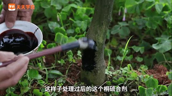 脚腐、流胶、霉桩就用这种药，治愈率高达95%！熬制只需10分钟