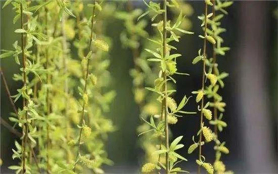 鹅城记忆,鹅城传说