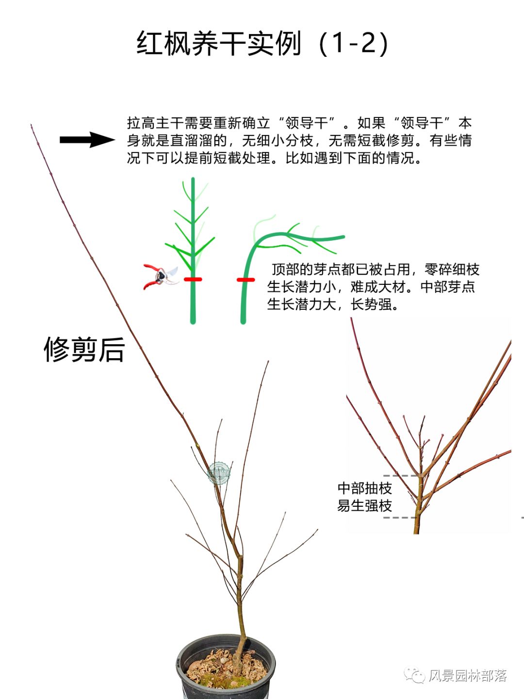 日本红枫红舞姬树形怎么修剪,盆栽红枫树修剪