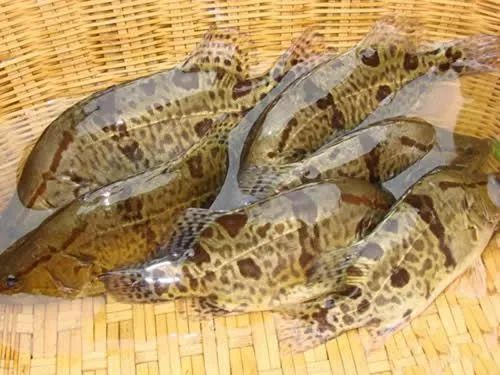 养殖什么稀奇的品种赚钱快又好养,养殖最赚钱的品种