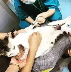 给宠物献血有什么好处,宠物献血的好处和坏处