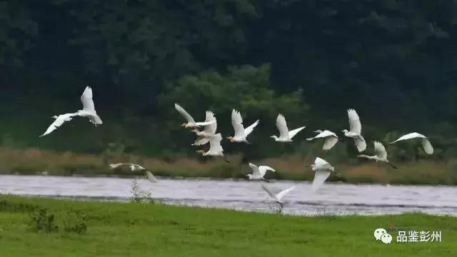 五朵金花组团出战,五朵金花齐聚的时候