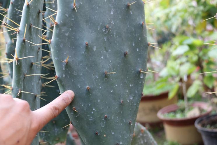 种仙人掌正确的方法,仙人掌如何养成肥厚叶片