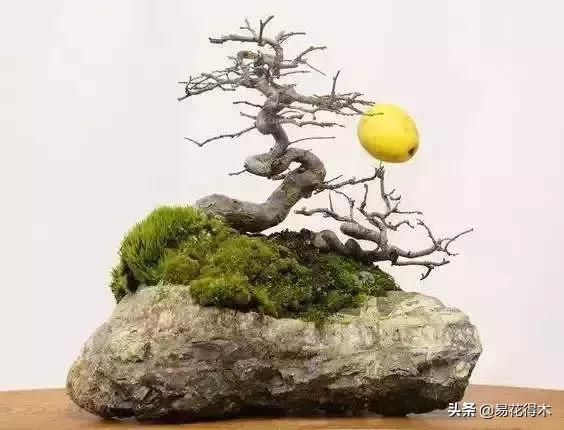 日本海棠的养殖方法,日本海棠花卉习性