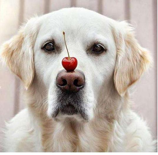 狗狗鼻子褪色的原因以及改善方法,狗狗鼻子上有硬块结痂是什么原因