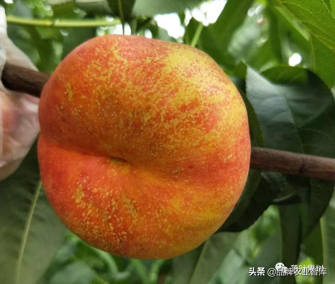 黄蟠桃和黄油蟠桃哪个更好,黄油蟠桃2019