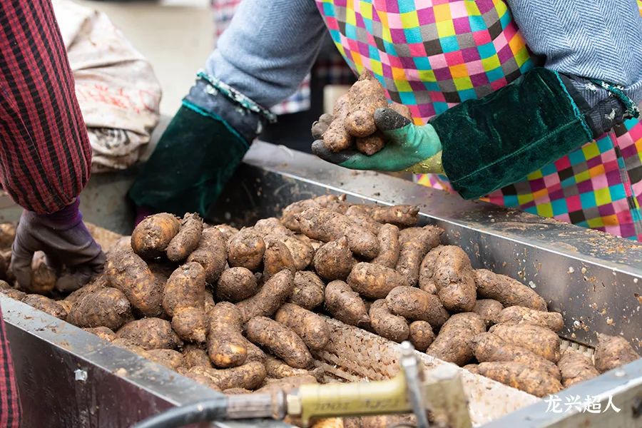 贵州的道地药材天麻,天麻属于哪里的道地药材