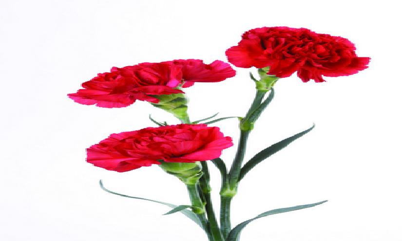 教师节儿童画康乃馨,八岁小孩画简单教师节的绘画