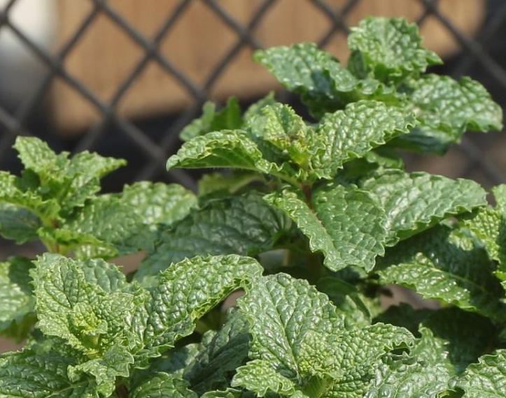 室外下水道反臭味解决办法,屋内下水道返水味怎样消除