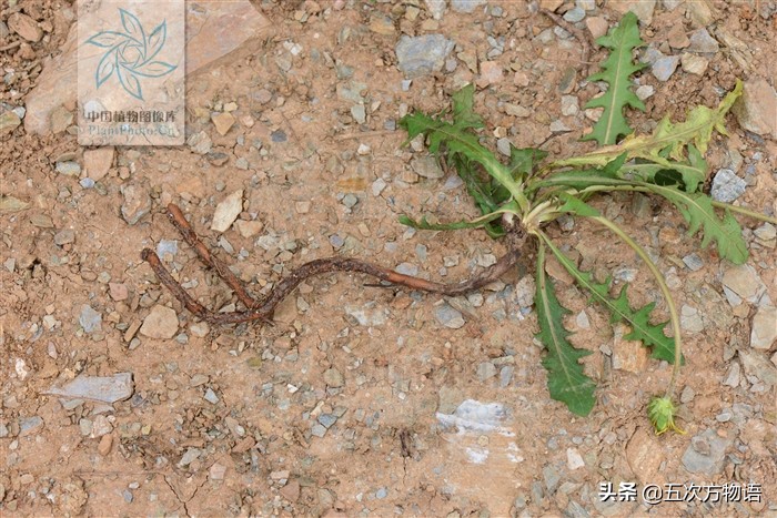 带你详细了解蒲公英,想了解一下蒲公英的图片