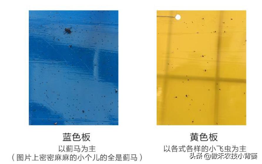 种植蔬菜有虫怎么消灭,蔬菜瓜果上面有蚜虫怎么治