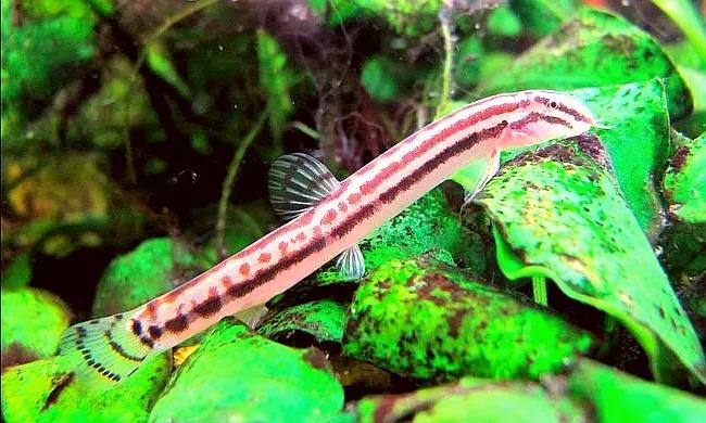 野生泥鳅品种图片大全大图,最大的泥鳅图片大全