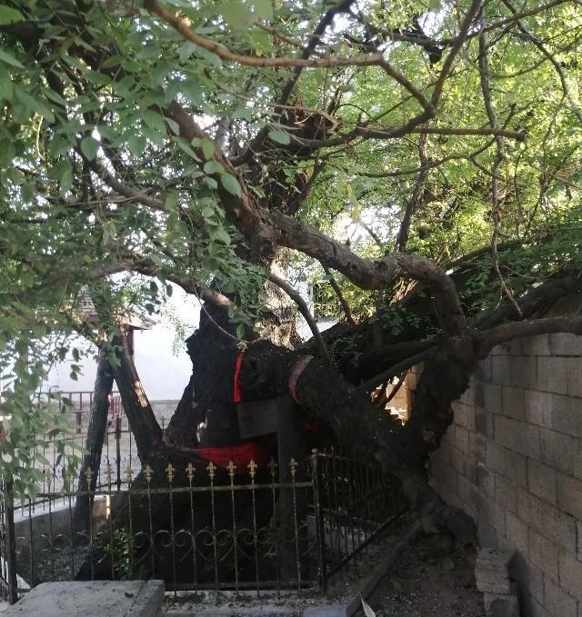 滕州家乡传说,滕州千年老槐