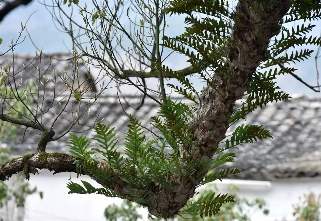 如今不可多得的“崖姜”，曾稀缺也好泛滥也罢，你都该好好认识它