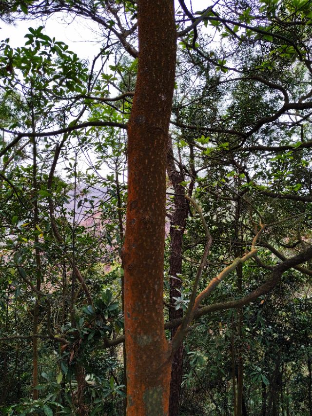 周日跟随珠海户外网板樟山游记