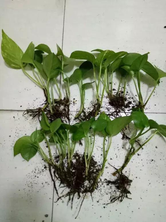 绿萝烂根怎么养才能更旺盛,绿萝怎样养才能养得更旺盛