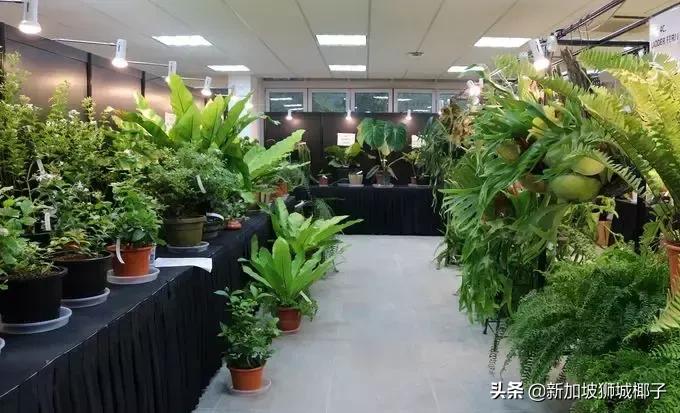 新加坡旅游攻略推荐花园,新加坡花园最新消息