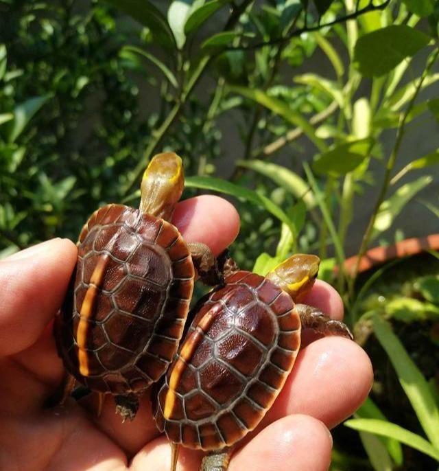 黄缘苗底板为什么会软,黄缘龟苗壳软怎么回事