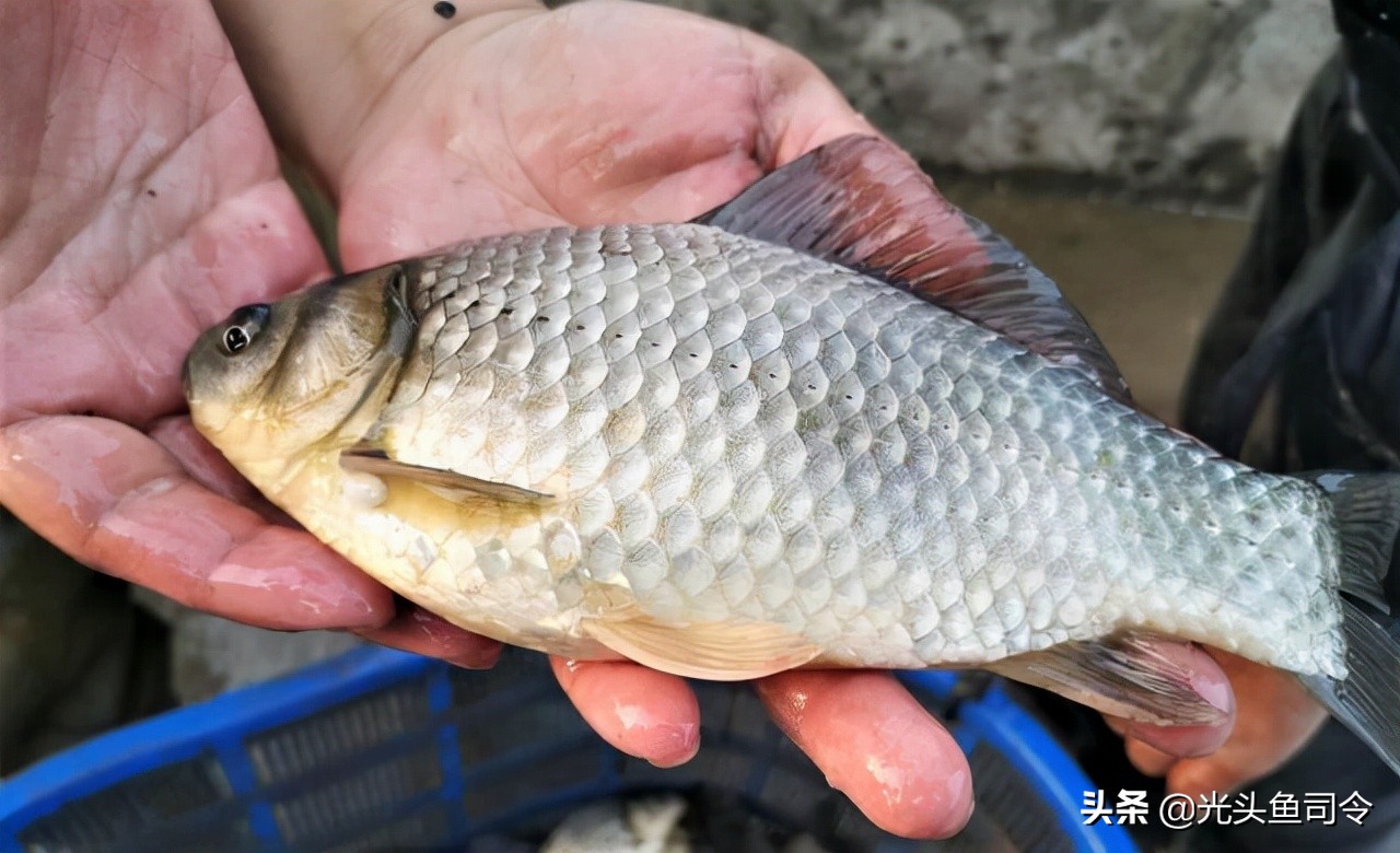 鱼类体内寄生虫图片大全,春季鱼类常见的寄生虫