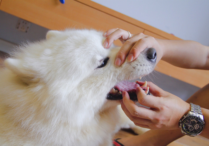 小狗牙齿不小心掉了还能长出来吗,狗狗牙齿意外掉了会长新牙吗