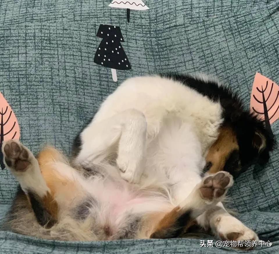 在外超幸福澳牧到家竟成了“废狗”，网友：“喝多了吧？”