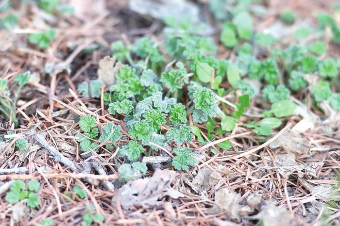 清明植物图鉴,清明时有什么植物和动物