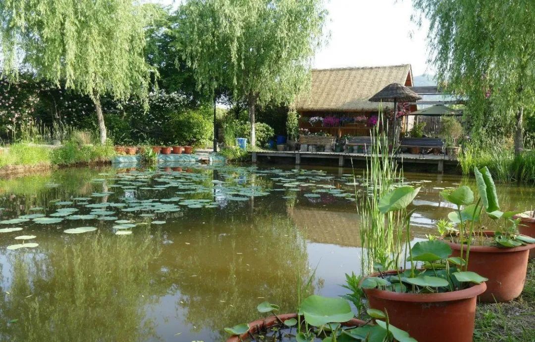 江阴新桥最美庭院,江苏江阴阳台风景
