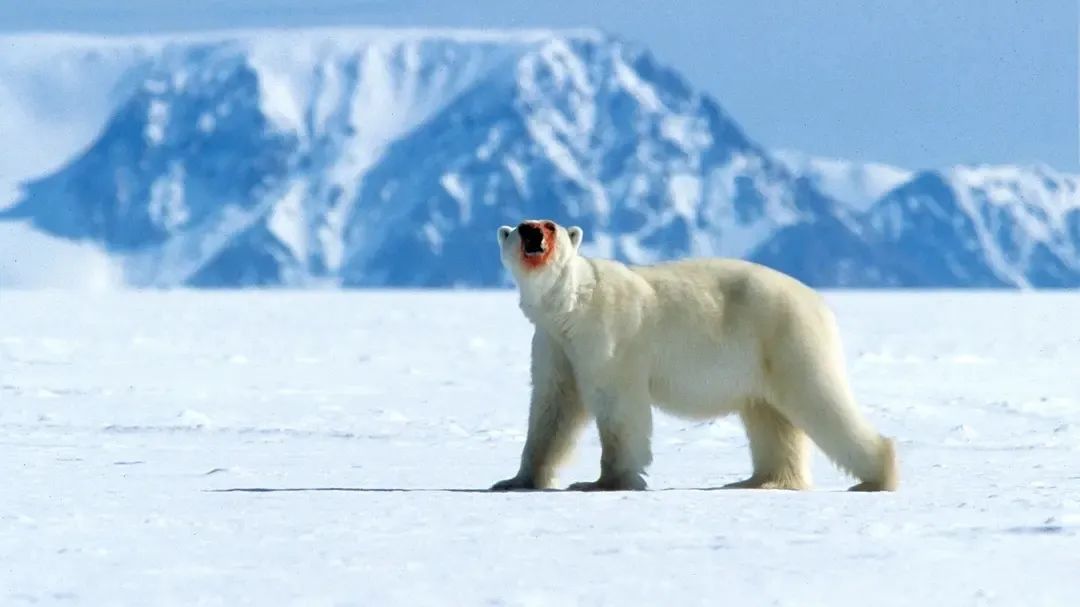 假期儿童纪录片推荐经典,青少年假期推荐纪录片