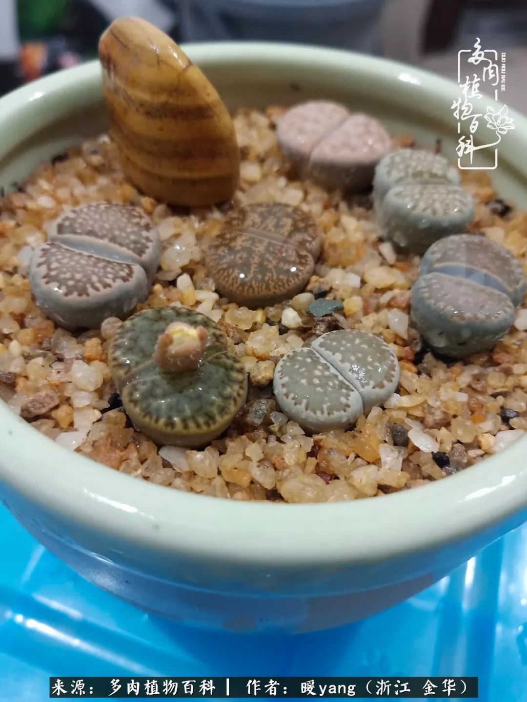 养多肉是业余的纯粹是爱好,每晚7点教您快速入门养多肉