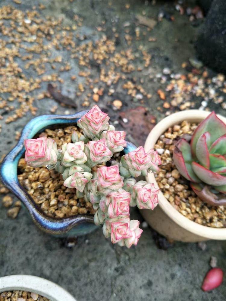 多肉植物淋雨怎么护理图片,多肉怎么拯救