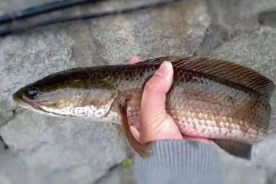 钓鲫鱼的时候遇到黑鱼怎么办,天天钓鱼如何避免钓大鱼