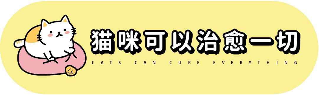 养猫也能治疗癌症?是真的