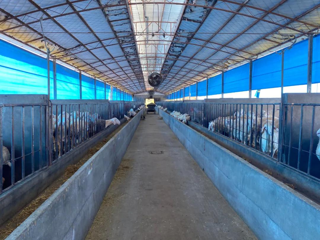 喜羊羊搭房子,喜羊羊搬新房