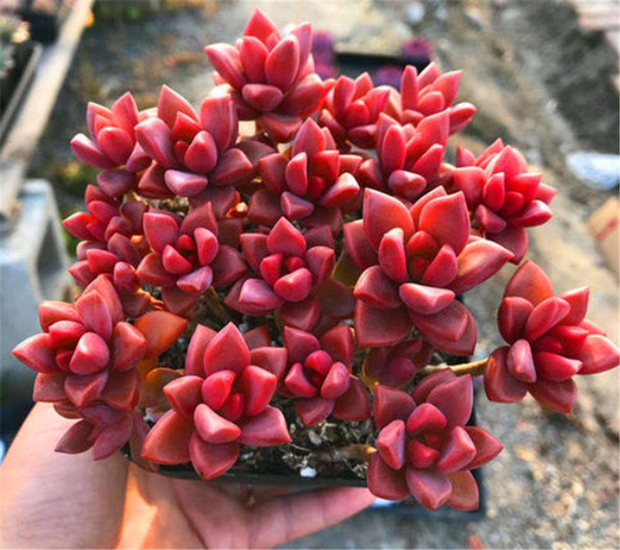 姬胧月特征,姬胧月变透亮