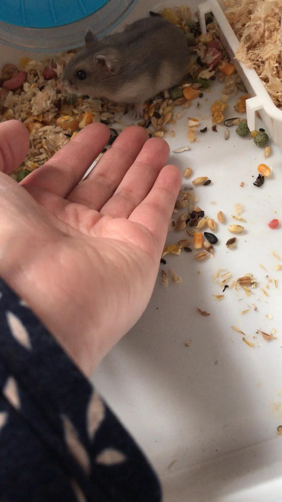 仓鼠越狱后怎样才能找到,仓鼠越狱三天还能找到吗